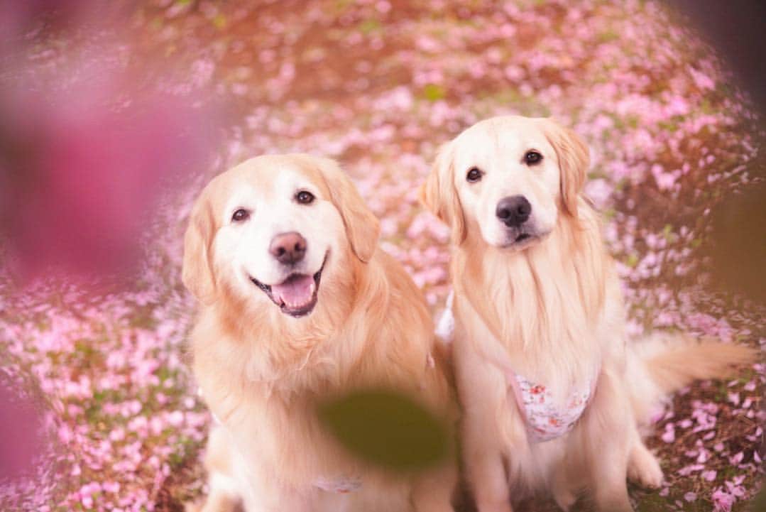 まゆみさんのインスタグラム写真 - (まゆみInstagram)「。 。 曇のち雨のち遠くでゴロゴロ⚡️ 。 雨が降ってなかったら写真撮ってたら降ってきた😅 。 。 目線確保の為にオヤツを見せると 突然真剣顔になるぺーをどうにかしなきゃ😂 。 ちがうちがうそーじゃない わらっぺ 。 #八重桜 #シロツメクサ 。 。 #ゴールデンレトリバー#goldenretriever#dog#犬#あーるん#golden#retriever#doglover#insta_dog#ぺんぺん子ちゃん#welovegoldens#Instagram#Instagramjapan#Instagramdogs#9gag#dogstagram#dogsofinstagram#dogs#doggy」4月27日 19時06分 - aarun_evolution