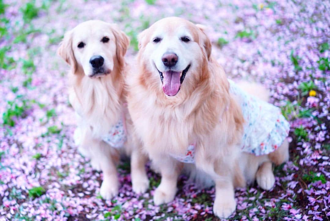 まゆみさんのインスタグラム写真 - (まゆみInstagram)「。 。 曇のち雨のち遠くでゴロゴロ⚡️ 。 雨が降ってなかったら写真撮ってたら降ってきた😅 。 。 目線確保の為にオヤツを見せると 突然真剣顔になるぺーをどうにかしなきゃ😂 。 ちがうちがうそーじゃない わらっぺ 。 #八重桜 #シロツメクサ 。 。 #ゴールデンレトリバー#goldenretriever#dog#犬#あーるん#golden#retriever#doglover#insta_dog#ぺんぺん子ちゃん#welovegoldens#Instagram#Instagramjapan#Instagramdogs#9gag#dogstagram#dogsofinstagram#dogs#doggy」4月27日 19時06分 - aarun_evolution