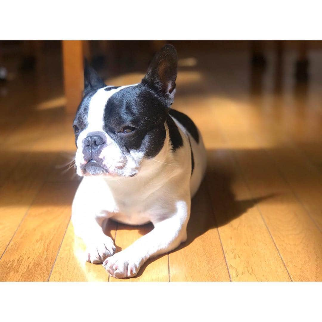 中田奈沙さんのインスタグラム写真 - (中田奈沙Instagram)「My holiday style🤟 ゴールデンウィークの過ごし方😎 * * #frenchbulldog #frenchie #buhi #instadog #dogstagrsm #family #trip #travel #dog #pet #jump #holiday #weekend #dayoff #gw #フレンチブルドッグ #フレブル #ブヒ #家族 #ペット #愛犬 #犬 #ゴールデンウィーク #休日 #週末 #いぬすたぐらむ #犬バカ部 #犬バカ #連休 #ひなたぼっこ」4月27日 19時14分 - nasa_nakada