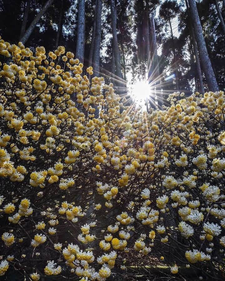 花の写真館のインスタグラム：「Photo by @tatsuya_natsuyama.⠀ https://instagram.com/tatsuya_natsuyama/⠀ .⠀ Original Post[投稿頂いたURL]⠀ https://www.instagram.com/p/BvbYHxZFy_Q/⠀ .⠀ 本アカウントは、 #私の花の写真 をつけてInstagramに投稿された皆さまの花の写真や、「花の写真館」Facebookページで投稿された花の写真を紹介します。⠀ 「花の写真館」Facebookページは、「 @floral.photograph 」のプロフィールにあるURLからご覧ください。⠀ .⠀ #花の写真館 #floralphotograph #floralphoto #flower #flowers #富士フイルム #FUJIFILM⠀ Follow: @floral.photograph」
