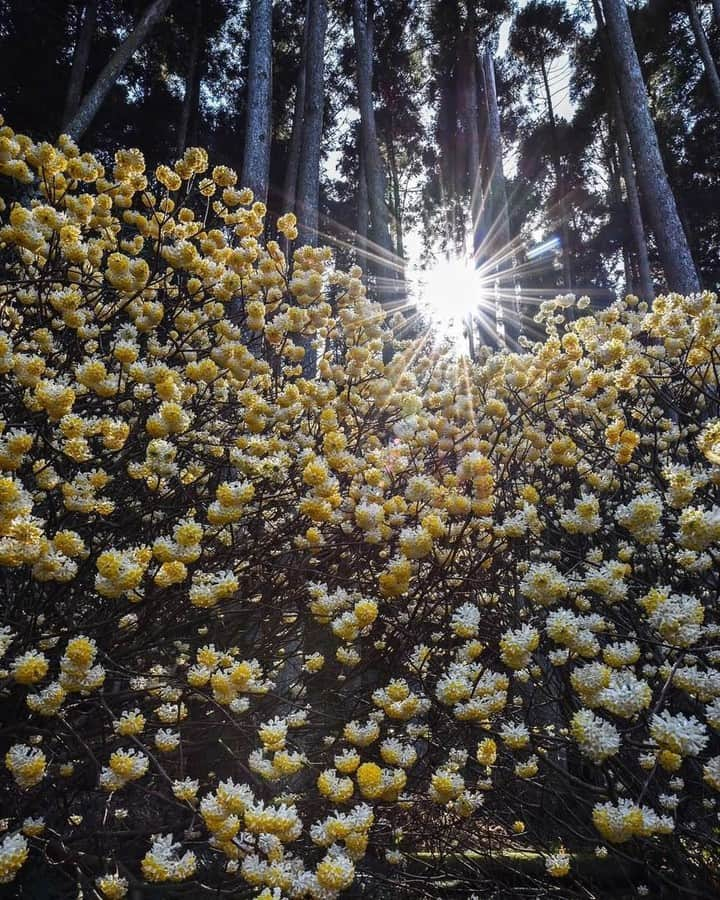 花の写真館さんのインスタグラム写真 - (花の写真館Instagram)「Photo by @tatsuya_natsuyama.⠀ https://instagram.com/tatsuya_natsuyama/⠀ .⠀ Original Post[投稿頂いたURL]⠀ https://www.instagram.com/p/BvbYHxZFy_Q/⠀ .⠀ 本アカウントは、 #私の花の写真 をつけてInstagramに投稿された皆さまの花の写真や、「花の写真館」Facebookページで投稿された花の写真を紹介します。⠀ 「花の写真館」Facebookページは、「 @floral.photograph 」のプロフィールにあるURLからご覧ください。⠀ .⠀ #花の写真館 #floralphotograph #floralphoto #flower #flowers #富士フイルム #FUJIFILM⠀ Follow: @floral.photograph」4月27日 19時30分 - floral.photograph