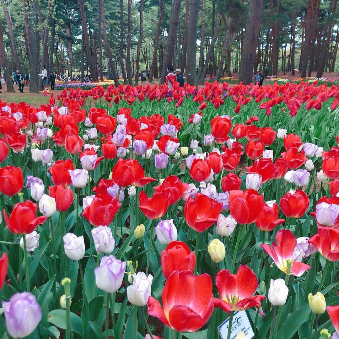 山本愛子さんのインスタグラム写真 - (山本愛子Instagram)「チューリップで、「すしざんまいごっこ」すな〜( *´꒳`*)੭⁾⁾笑  いろんな種類のチューリップがあってどれも綺麗でした♡  チューリップに囲まれるあやかちゃんの少女感がすごい…♡ #チューリップ #ひたち海浜公園」4月27日 19時52分 - aikoyade1219