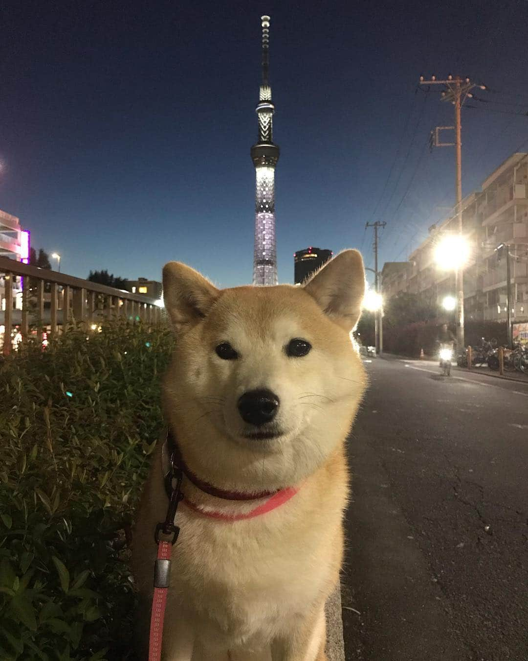 柴犬のモモさんのインスタグラム写真 - (柴犬のモモInstagram)「夜んぽ。ホームセンターに行きました。鏡を使ってカメラ目線になる意識高い系ワンコ #いぬ #イヌ #犬 #柴犬 #赤柴 #日本犬 #犬バカ部 #ふわもこ部 #いぬら部 #癒しわんこ #柴犬マニア #犬のいる暮らし #口角キュキュッと部 #shiba #shibainu #shibadog #dogstagram #dogsofinstagram #shibastagram #shibasofinstagram #shibamania #inu #instadog #toyota_dog」4月27日 19時54分 - shi_ba_i_nu_momo