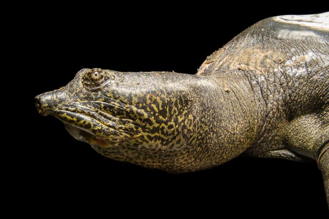 ナショナルジオグラフィックさんのインスタグラム写真 - (ナショナルジオグラフィックInstagram)「Photo by Joel Sartore @joelsartore | Very sad news out of China with the announcement that the last known female Yangtze giant softshell turtle has died. Now there are just three known to exist: a captive male at a zoo in China and possibly two in the wild in Vietnam. A captive-breeding program had been tried over the years, but the female was 90 years old and yielded infertile eggs. While the future of this species is dire, there are critical lessons to be learned.  First, all species need protected and healthy habitat so that they don't drop to such low numbers. Relying on the Hail Mary pass of breeding the very last ones is often too late. Second, let's use this moment to reflect and become even more inspired to save biodiversity in all its forms. There's still an amazing world out there that needs our undivided attention, and right this minute. Let's get to work. Learn more at the Turtle Survival Alliance (@turtlesurvival) and the Turtle Conservancy (@turtleconservancy). Both are working hard to save turtles and tortoises, now considered the rarest groups of vertebrates on Earth. #turtle #softshell #softshellturtle #giantturtle #china」4月27日 20時06分 - natgeo