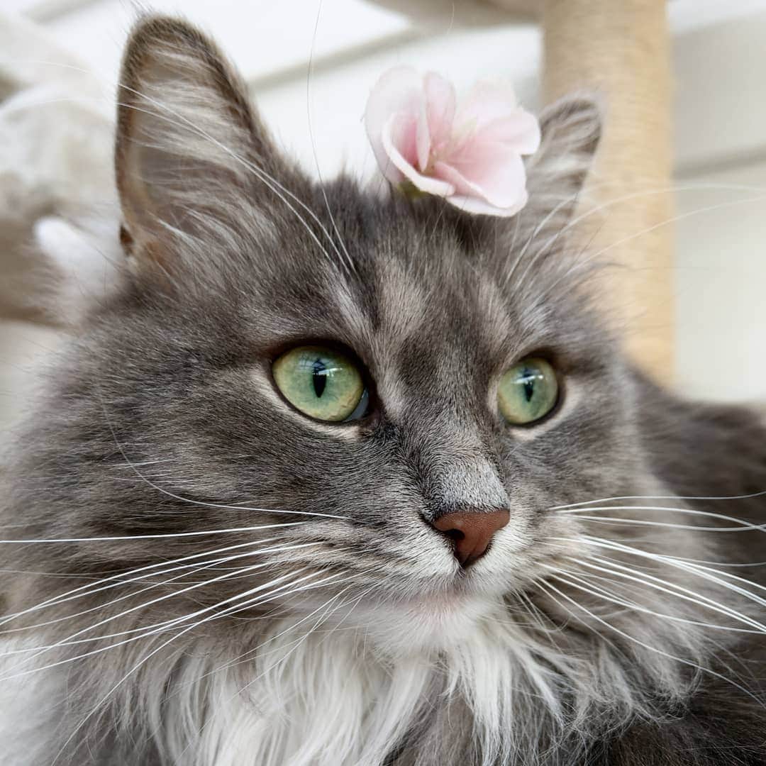 Nila & Miloさんのインスタグラム写真 - (Nila & MiloInstagram)「#Cat language 101: "I'm not going to dignify you with a look. And I'm ignoring that tacky flower that adds nothing to my impeccable beauty." 😂🙄 #flowercat #siberianmoments #catantics」4月27日 20時07分 - nilamilo