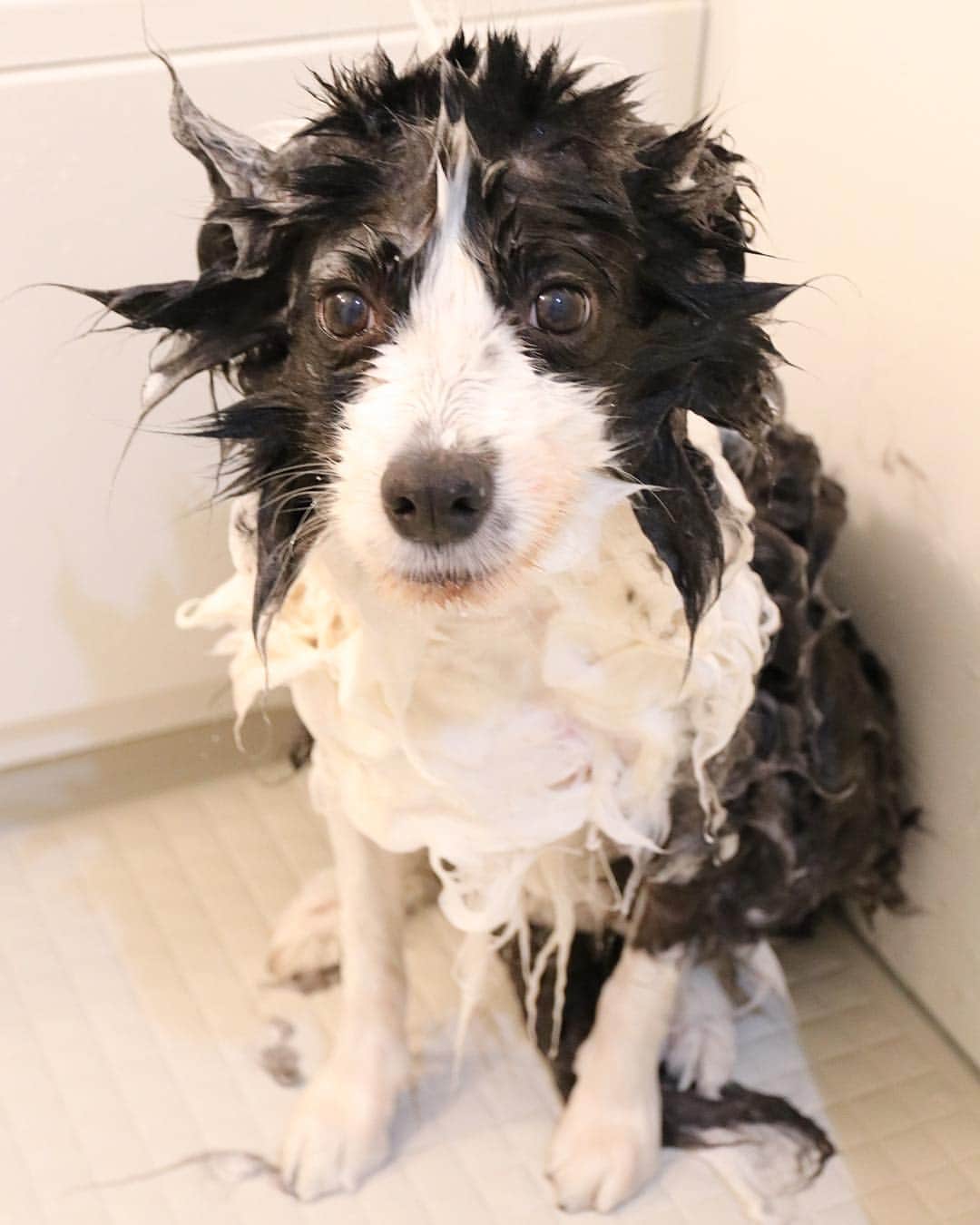 犬バカ部宣伝部長さんのインスタグラム写真 - (犬バカ部宣伝部長Instagram)「毛をかき分けたら軽くフケが…😅﻿ よし！お風呂だーい🛀💕🐼﻿ ﻿ 途中。撮影とか良いから早く洗ってよって顔🤣﻿ ﻿ そらちゃんバスローブ持ってるの😊💕﻿ なんやかんやトータル約2時間かかった😗﻿ ﻿ 疲れたみたいでただいまゴロンしてます🤣﻿ ﻿ #犬バカ部﻿ #bordercollie﻿ #ボーダーコリー ﻿ #お風呂毛だらけ」4月27日 20時12分 - umetaturou