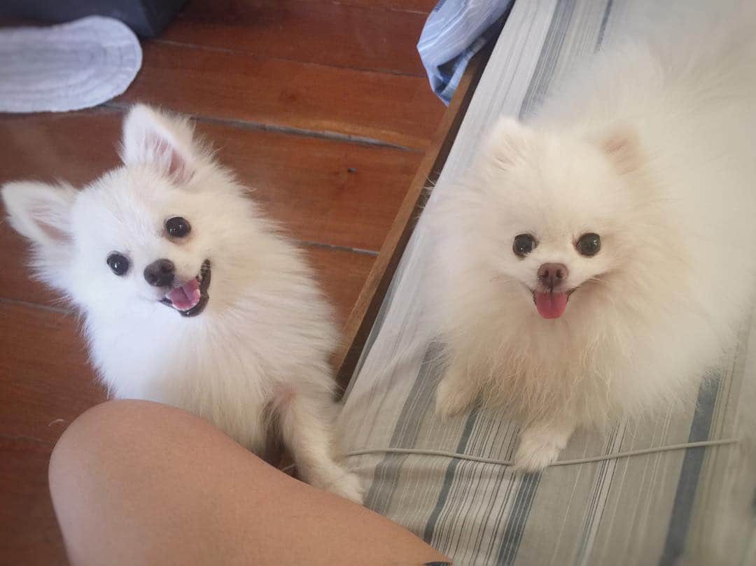 JEWELのインスタグラム：「Mom opened a bag of chips 😂🐶😍 #readytoeat #beggars #instagood #instamood #puppiesofinstagram #weeklyfluff #petsofinstagram #petstagram #dogsofinstagram #dogoftheday #dogstagram」