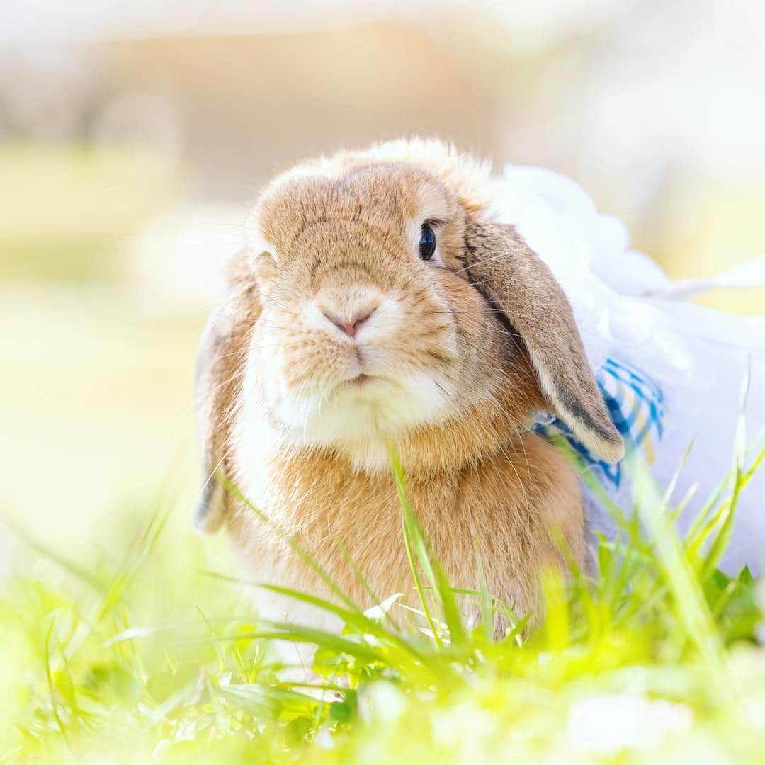 usagraphさんのインスタグラム写真 - (usagraphInstagram)「ほよ？…ってお顔🥰 最近急に活発になってきて、ジャンプ力も上がってきました😓 なぜ急に🧐 ＊ ＊ ＊ #うさぎ #rabbit #bunny #ふわもこ部  #WeeklyFluff #igersjp  #instabunnies #tokyocameraclub #東京カメラ部  #bunnystagram  #今日もX日和  #うさぎ部 #ホーランドロップ #hollandlop  #アニマル写真部  #ファインダー越しの私の世界 #team_jp_西 #igers  #ig_japan」4月27日 20時31分 - usagraph