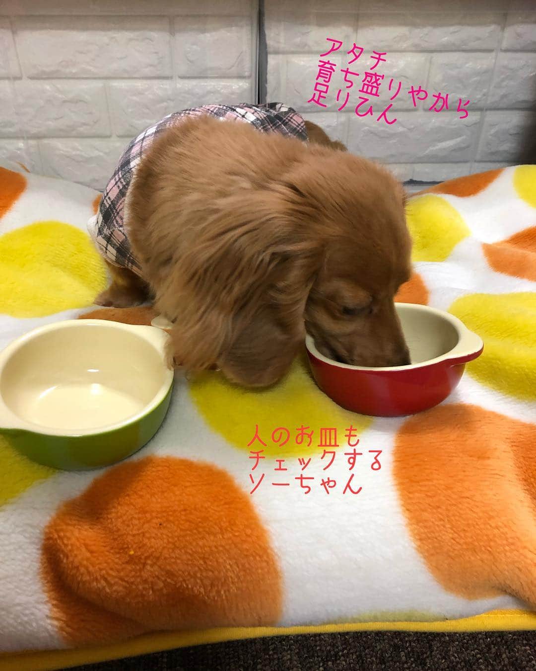 Club Soda♡さんのインスタグラム写真 - (Club Soda♡Instagram)「出来たてホヤホヤの @one.wan.delica さんの 無添加フード届きました🙋 新商品のベジっ粉、 とっても美味しいようで 食いつきすごかった😂 もっと味わって欲しいのに笑 @one.wan.delica #無添加フード #新商品のベジっ粉はGW明けに発売です #ふりキャベツとベジっ粉をトッピング #ソーちゃん#ガサツgirl #ミニチュアダックスフンド #ミニチュアダックス #ダックスフンド#ダックス #毎月楽しみに待ってるフード #美味しいご飯をありがとう😊 #喜んで食べてる姿って嬉しくなるー #食べたあとお互いのお皿をチェックするのがお約束 #特にしつこいのがソーちゃん笑 #食べてる時にこちょこちょしたけど無視されたあたし😂」4月27日 20時37分 - kumi.s66