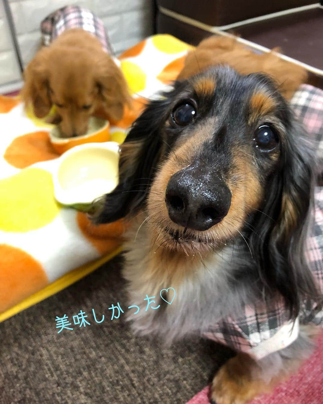 Club Soda♡さんのインスタグラム写真 - (Club Soda♡Instagram)「出来たてホヤホヤの @one.wan.delica さんの 無添加フード届きました🙋 新商品のベジっ粉、 とっても美味しいようで 食いつきすごかった😂 もっと味わって欲しいのに笑 @one.wan.delica #無添加フード #新商品のベジっ粉はGW明けに発売です #ふりキャベツとベジっ粉をトッピング #ソーちゃん#ガサツgirl #ミニチュアダックスフンド #ミニチュアダックス #ダックスフンド#ダックス #毎月楽しみに待ってるフード #美味しいご飯をありがとう😊 #喜んで食べてる姿って嬉しくなるー #食べたあとお互いのお皿をチェックするのがお約束 #特にしつこいのがソーちゃん笑 #食べてる時にこちょこちょしたけど無視されたあたし😂」4月27日 20時37分 - kumi.s66