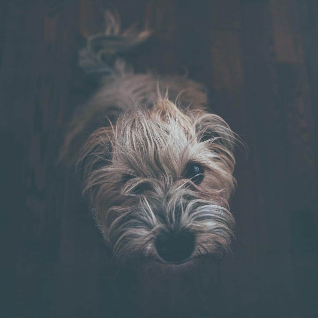 Holly Sissonさんのインスタグラム写真 - (Holly SissonInstagram)「We’re having some dark and gloomy days...how about you? #Havanese #dog ~ See more of Oliver, and Alice & Finnegan, on their pet account @pitterpatterfurryfeet ~ Canon 1D X MkII + 16–35 f2.8L @ f2.8 16mm (See my bio for full camera equipment information plus info on how I process my images. 😊) ~ #pickmotion」4月27日 20時34分 - hollysisson