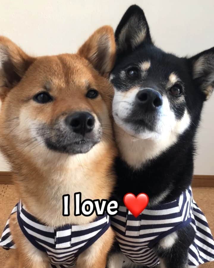 黒柴みくのインスタグラム