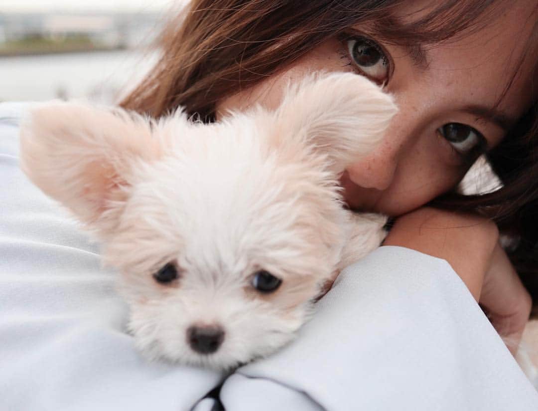佐藤マクニッシュ怜子さんのインスタグラム写真 - (佐藤マクニッシュ怜子Instagram)「introducing you to my new family Lani 🖤 she’s only 2months, mix of Maltese and Chihuahua, energetic/friendly/loving and obviously the cutest puppy ever🐶 I’m already madly in love🖤 you’ll be seeing tons of photos of her and see her grow😌 ‘ 新しくファミリーになりましたLani(ラニ)ちゃんです。まだ二ヶ月だけどすごく元気でフレンドリーでもうメロメロです🤤 昨日やっと自分の名前に反応できるようになってきたの😭 これからはLaniの写真が大量の増えると思うけど成長一緒にみていてね🐶 都内でワンちゃん連れて行けるレストランとかオススメの場所あったら教えて欲しいです！しつけ方法も！🙋🏻‍♀️笑 #newfamily #puppy #puppytraining #cutiepie」4月27日 20時50分 - reikoofficial