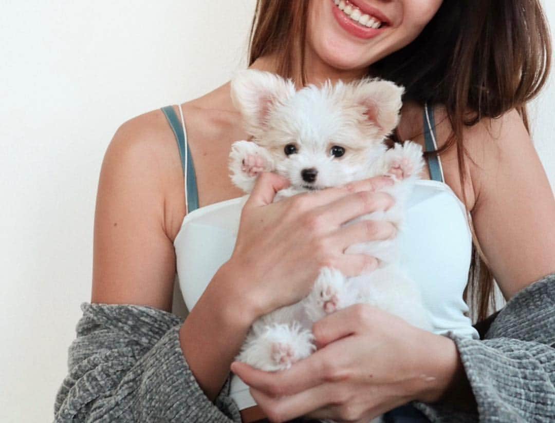 佐藤マクニッシュ怜子さんのインスタグラム写真 - (佐藤マクニッシュ怜子Instagram)「introducing you to my new family Lani 🖤 she’s only 2months, mix of Maltese and Chihuahua, energetic/friendly/loving and obviously the cutest puppy ever🐶 I’m already madly in love🖤 you’ll be seeing tons of photos of her and see her grow😌 ‘ 新しくファミリーになりましたLani(ラニ)ちゃんです。まだ二ヶ月だけどすごく元気でフレンドリーでもうメロメロです🤤 昨日やっと自分の名前に反応できるようになってきたの😭 これからはLaniの写真が大量の増えると思うけど成長一緒にみていてね🐶 都内でワンちゃん連れて行けるレストランとかオススメの場所あったら教えて欲しいです！しつけ方法も！🙋🏻‍♀️笑 #newfamily #puppy #puppytraining #cutiepie」4月27日 20時50分 - reikoofficial