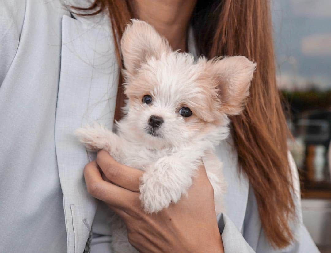 佐藤マクニッシュ怜子さんのインスタグラム写真 - (佐藤マクニッシュ怜子Instagram)「introducing you to my new family Lani 🖤 she’s only 2months, mix of Maltese and Chihuahua, energetic/friendly/loving and obviously the cutest puppy ever🐶 I’m already madly in love🖤 you’ll be seeing tons of photos of her and see her grow😌 ‘ 新しくファミリーになりましたLani(ラニ)ちゃんです。まだ二ヶ月だけどすごく元気でフレンドリーでもうメロメロです🤤 昨日やっと自分の名前に反応できるようになってきたの😭 これからはLaniの写真が大量の増えると思うけど成長一緒にみていてね🐶 都内でワンちゃん連れて行けるレストランとかオススメの場所あったら教えて欲しいです！しつけ方法も！🙋🏻‍♀️笑 #newfamily #puppy #puppytraining #cutiepie」4月27日 20時50分 - reikoofficial