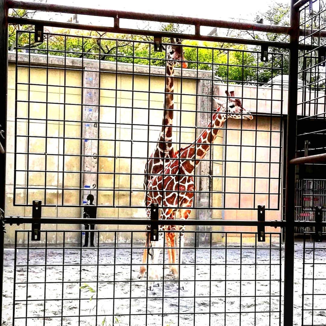 松本隆博のインスタグラム：「。 王子動物園に行きました。 春先は動物達も芽生えの時。 それを観た子供らが、、 「いじめてるぅ」 とか 「なにしてるん？」 とか聞いて大人達を 困らせてました。^^;」