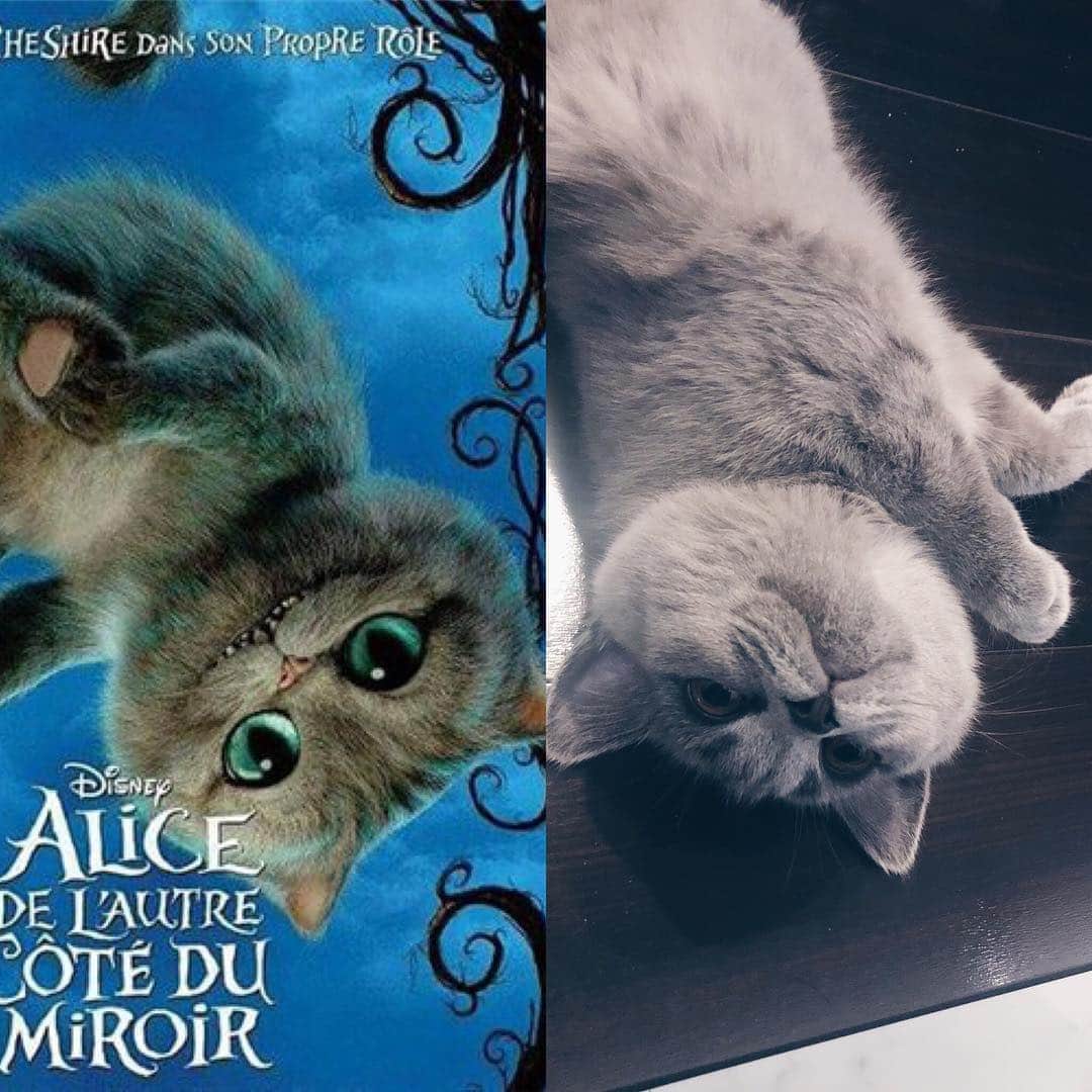 のインスタグラム：「お前は本当にチェシャ猫のモデルなんだなー😗と納得する  #猫 #子猫 #ブリティッシュショートヘア #チェシャ猫 #アリス #不思議の国のアリス #britishshorthair #cat #cats #kittens」