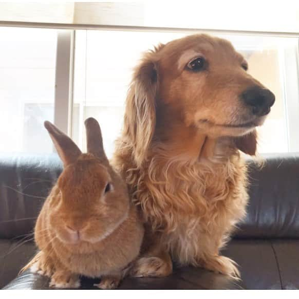 Chieko Shibutaさんのインスタグラム写真 - (Chieko ShibutaInstagram)「たろー🐶＆うじゃこ🐰 地方☔️ たろー！ 本日もですか？ お留守番🏠 ぷい😠ですね！ 落ち込みやすい🐶ですね⤵︎🐰💦✨ 💕✨🐶🍀🐰✨💕 #dachshund #dachshunds #dachshundlove #dog #dogs #doglove #instadog #instagram #instagood #pet #pets #petsagram #cute #cutepe #cutepet #cutedog #cuteanimals #likes #09076999576 happy #smile #rabbit #ラビット #ミニュチュア #ミニュチュアダックス  #ミニュチュアダックスフント #うさぎ部 #うさぎ #ダックス #ダックスフンドロングヘアー#ねざーらんどどわーふ男の子」4月27日 21時46分 - chieko.81