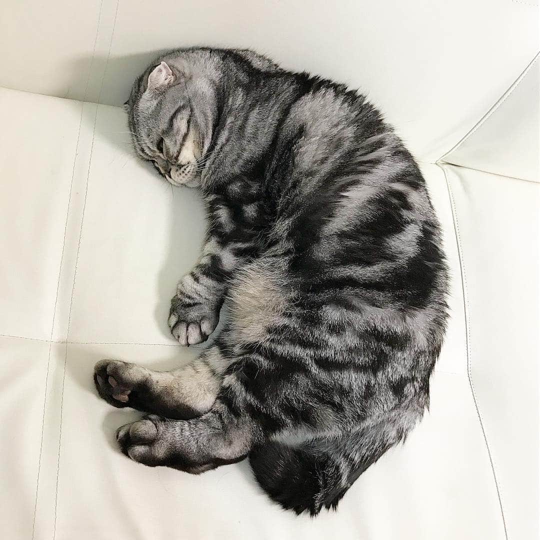 Shishi-maruのインスタグラム：「🐱Good night:) 🐱オヤスミナサイ ーーーーーーーーーーー 📕「ぷっちねこ。」単行本発売中 📗「3匹のちいさな猫を召喚できたなら」 📘「ちいさな猫を召喚できたなら」重版出来 ーーーーーーーーーーー ⭐︎ねこ漫画を描いています→@tacos_cat 🐱公式→@chiisanacat 🌺Twitter →@taco_emonemon ーーーーーーーーーーー」