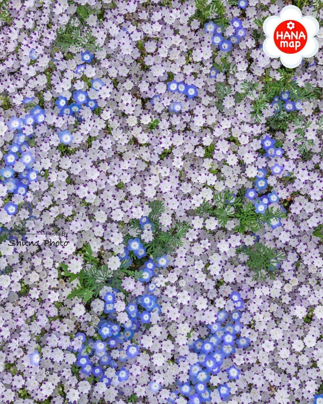 はなまっぷ❁日本の花風景さんのインスタグラム写真 - (はなまっぷ❁日本の花風景Instagram)「🌸はなまっぷ🌸 * @shun1_photo さんの 花のある風景に花まるを💮 * 小花柄のようで可愛いたくさんのネモフィラをありがとうございます😊🌸 * 香川  #国営讃岐まんのう公園 Sanuki Mannou Park, Kagawa Pref. * 🌼ネモフィラの花言葉📝🌼 可憐、どこでも成功 * 見頃を過ぎている場合もございます。お出かけの際はHP等で最新の情報をご確認くださいね🙏🌸 * 🌸•••🌸•••🌸•••🌸•••🌸•••🌸 * いつも素敵なお花をありがとうございます😊 日本の花のある風景にタグ付けしてください🌸 お花があれば何でもOKです💓 * #はなまっぷ * #日本の美しい花風景#花のある風景#花#花言葉#花畑#ネモフィラ」4月27日 21時55分 - hanamap