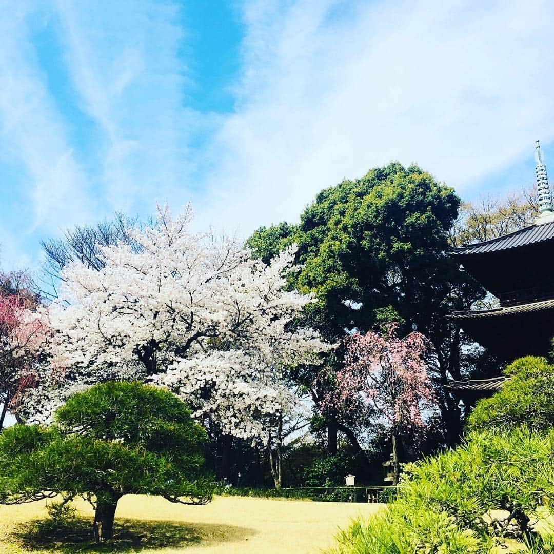 ホテル椿山荘東京さんのインスタグラム写真 - (ホテル椿山荘東京Instagram)「We are celebrating sakura season in #tokyo . Follow the @forbestravelguide page to check out our takeover today and see our cherry blossoms.　 本日は、 @forbestravelguide のページにホテル椿山荘東京の美しい桜風景が！ぜひお楽しみください。  #forbestravelguide #hotelchinzansotokyo」4月27日 21時53分 - hotelchinzansotokyo_official