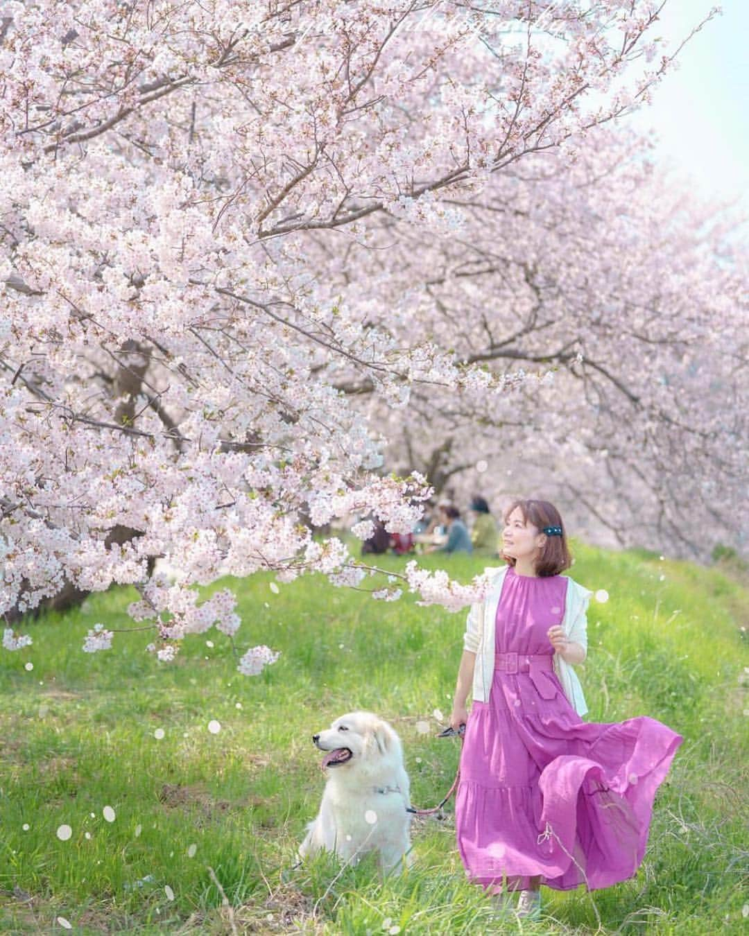 はなまっぷ❁日本の花風景さんのインスタグラム写真 - (はなまっぷ❁日本の花風景Instagram)「🍃🌸はなまっぷ平成最後の桜まつり🌸🍃 * @cocoron.yuri さんの 平成の桜に花まるを💮 * 平成を彩る日本の美しい桜をありがとうございます😊🌸🍃 * 見頃を過ぎている場所もご紹介しています。 お出かけの際はHP等で最新の情報をご確認くださいね🙏🌸🍃 * 🌸•••🍃•••🌸•••🍃•••🌸•••🍃•••🌸 * 🌸桜まつり概要🌸 * 期間:平成最後の日まで タグ:#はなまっぷ * #はなまっぷ  のタグの中から、桜のお写真をどんどんご紹介させていただきます。期間中はランダムに、複数枚投稿でもご紹介させていただく場合がございます。 * #桜#sakura#花見#さくら#日本#春#花#平成最後の#満開 * 🌸•••🍃•••🌸•••🍃•••🌸•••🍃•••🌸 * はなまっぷより * 💌LINEスタンプ「はなまっぷちゃん」絶賛発売中！みなさんのLINEにも花まるを💮 💌はなまっぷ本、Amazonや全国の書店さんで満開です！ぜひお手にとっていただけると嬉しいです🌸 * LINEスタンプ、はなまっぷ本は、プロフ欄記載のTwitterアカウントよりご確認ください。 * 🌸•••🍃•••🌸•••🍃•••🌸•••🍃•••🌸 *」4月27日 22時00分 - hanamap