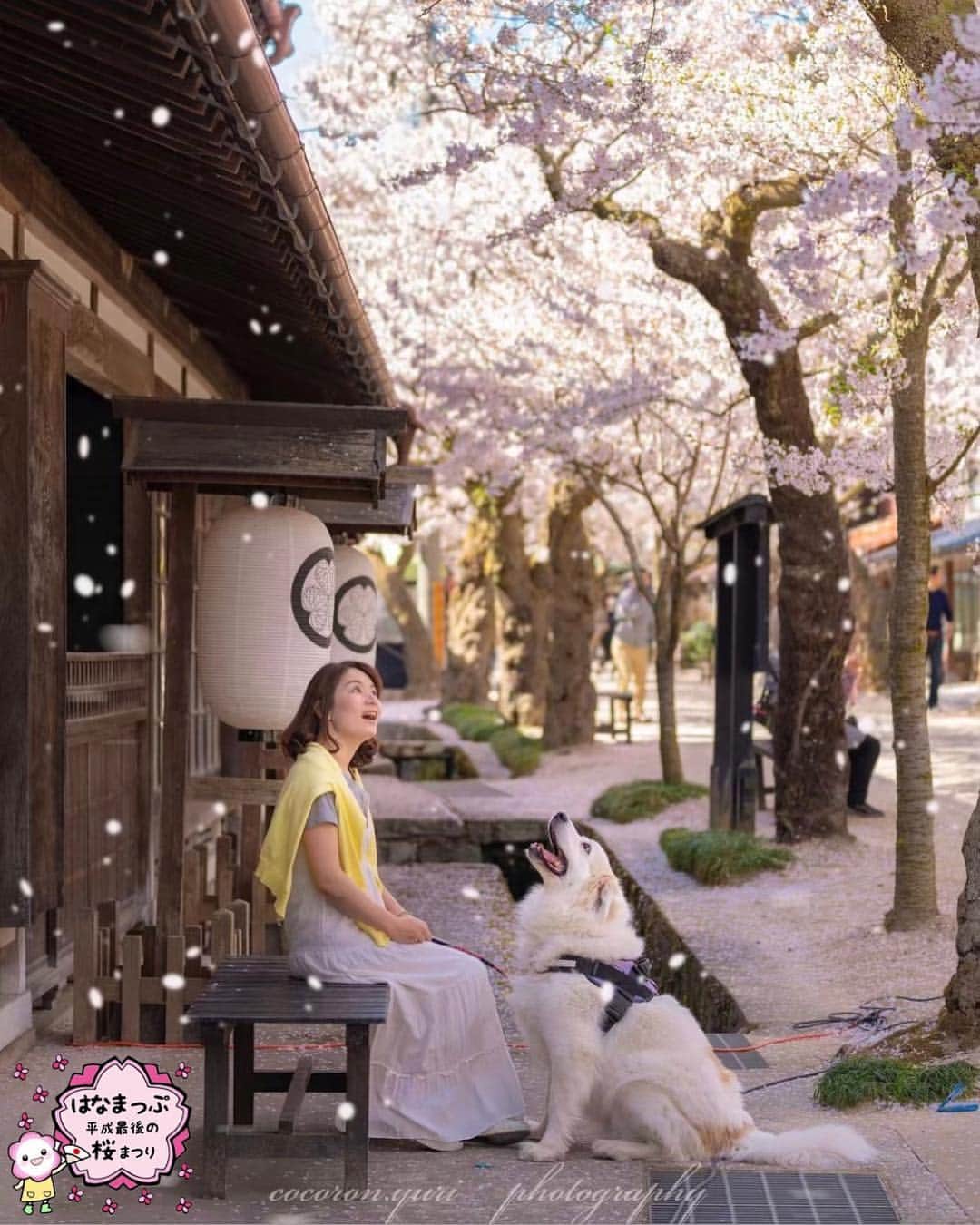 はなまっぷ❁日本の花風景さんのインスタグラム写真 - (はなまっぷ❁日本の花風景Instagram)「🍃🌸はなまっぷ平成最後の桜まつり🌸🍃 * @cocoron.yuri さんの 平成の桜に花まるを💮 * 平成を彩る日本の美しい桜をありがとうございます😊🌸🍃 * 見頃を過ぎている場所もご紹介しています。 お出かけの際はHP等で最新の情報をご確認くださいね🙏🌸🍃 * 🌸•••🍃•••🌸•••🍃•••🌸•••🍃•••🌸 * 🌸桜まつり概要🌸 * 期間:平成最後の日まで タグ:#はなまっぷ * #はなまっぷ  のタグの中から、桜のお写真をどんどんご紹介させていただきます。期間中はランダムに、複数枚投稿でもご紹介させていただく場合がございます。 * #桜#sakura#花見#さくら#日本#春#花#平成最後の#満開 * 🌸•••🍃•••🌸•••🍃•••🌸•••🍃•••🌸 * はなまっぷより * 💌LINEスタンプ「はなまっぷちゃん」絶賛発売中！みなさんのLINEにも花まるを💮 💌はなまっぷ本、Amazonや全国の書店さんで満開です！ぜひお手にとっていただけると嬉しいです🌸 * LINEスタンプ、はなまっぷ本は、プロフ欄記載のTwitterアカウントよりご確認ください。 * 🌸•••🍃•••🌸•••🍃•••🌸•••🍃•••🌸 *」4月27日 22時00分 - hanamap