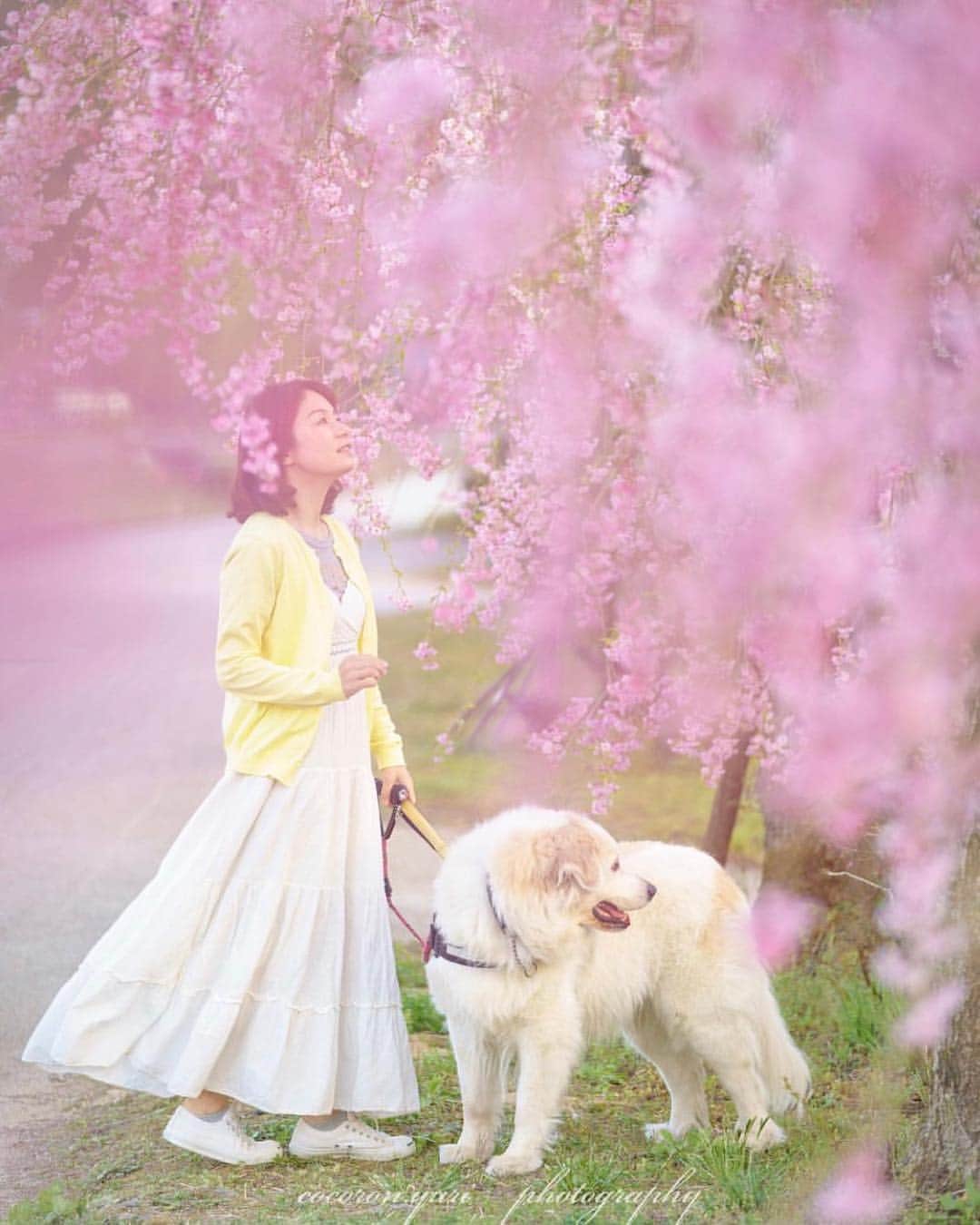 はなまっぷ❁日本の花風景さんのインスタグラム写真 - (はなまっぷ❁日本の花風景Instagram)「🍃🌸はなまっぷ平成最後の桜まつり🌸🍃 * @cocoron.yuri さんの 平成の桜に花まるを💮 * 平成を彩る日本の美しい桜をありがとうございます😊🌸🍃 * 見頃を過ぎている場所もご紹介しています。 お出かけの際はHP等で最新の情報をご確認くださいね🙏🌸🍃 * 🌸•••🍃•••🌸•••🍃•••🌸•••🍃•••🌸 * 🌸桜まつり概要🌸 * 期間:平成最後の日まで タグ:#はなまっぷ * #はなまっぷ  のタグの中から、桜のお写真をどんどんご紹介させていただきます。期間中はランダムに、複数枚投稿でもご紹介させていただく場合がございます。 * #桜#sakura#花見#さくら#日本#春#花#平成最後の#満開 * 🌸•••🍃•••🌸•••🍃•••🌸•••🍃•••🌸 * はなまっぷより * 💌LINEスタンプ「はなまっぷちゃん」絶賛発売中！みなさんのLINEにも花まるを💮 💌はなまっぷ本、Amazonや全国の書店さんで満開です！ぜひお手にとっていただけると嬉しいです🌸 * LINEスタンプ、はなまっぷ本は、プロフ欄記載のTwitterアカウントよりご確認ください。 * 🌸•••🍃•••🌸•••🍃•••🌸•••🍃•••🌸 *」4月27日 22時00分 - hanamap