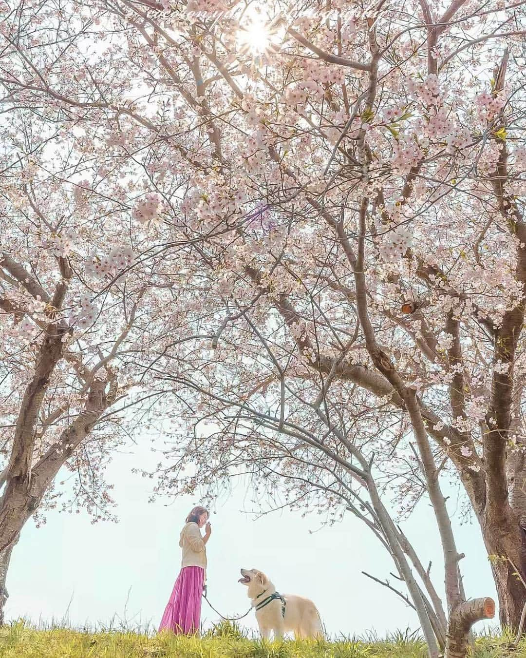 はなまっぷ❁日本の花風景さんのインスタグラム写真 - (はなまっぷ❁日本の花風景Instagram)「🍃🌸はなまっぷ平成最後の桜まつり🌸🍃 * @cocoron.yuri さんの 平成の桜に花まるを💮 * 平成を彩る日本の美しい桜をありがとうございます😊🌸🍃 * 見頃を過ぎている場所もご紹介しています。 お出かけの際はHP等で最新の情報をご確認くださいね🙏🌸🍃 * 🌸•••🍃•••🌸•••🍃•••🌸•••🍃•••🌸 * 🌸桜まつり概要🌸 * 期間:平成最後の日まで タグ:#はなまっぷ * #はなまっぷ  のタグの中から、桜のお写真をどんどんご紹介させていただきます。期間中はランダムに、複数枚投稿でもご紹介させていただく場合がございます。 * #桜#sakura#花見#さくら#日本#春#花#平成最後の#満開 * 🌸•••🍃•••🌸•••🍃•••🌸•••🍃•••🌸 * はなまっぷより * 💌LINEスタンプ「はなまっぷちゃん」絶賛発売中！みなさんのLINEにも花まるを💮 💌はなまっぷ本、Amazonや全国の書店さんで満開です！ぜひお手にとっていただけると嬉しいです🌸 * LINEスタンプ、はなまっぷ本は、プロフ欄記載のTwitterアカウントよりご確認ください。 * 🌸•••🍃•••🌸•••🍃•••🌸•••🍃•••🌸 *」4月27日 22時00分 - hanamap