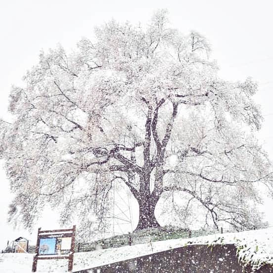 若尾綾香さんのインスタグラム写真 - (若尾綾香Instagram)「☆ もうサクラも終わりかな？ 4月の雪の日、神秘的なわに塚の桜🌸。 好きな写真だから載せときます。 うっすらとピンク色の桜が雪の中から顔を出す٭ 雪桜☃️🌸 . #山梨県#韮崎市#親善大使#生まれ育ったまち#サッカーのまち#武田の里サッカーのまちにらさき親善大使#わに塚の桜 #ヴァンフォーレ甲府#サッカー頑張れ」4月27日 22時16分 - ayaka_wakao