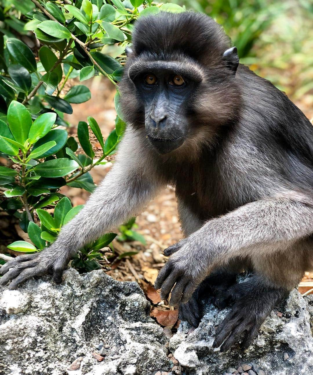 Zoological Wildlife Foundationさんのインスタグラム写真 - (Zoological Wildlife FoundationInstagram)「Maharani, our female Celebes Macaque searching for bugs. Also known as a Celebes Ape . It has an "apelike" appearance due to its almost non-existent, non-visible, vestigial tail stub of only approximately an inch. . #celebesape #macaque #monkey #primate #criticallyendangered #zwfmiami #zwf」4月27日 22時18分 - zwfmiami