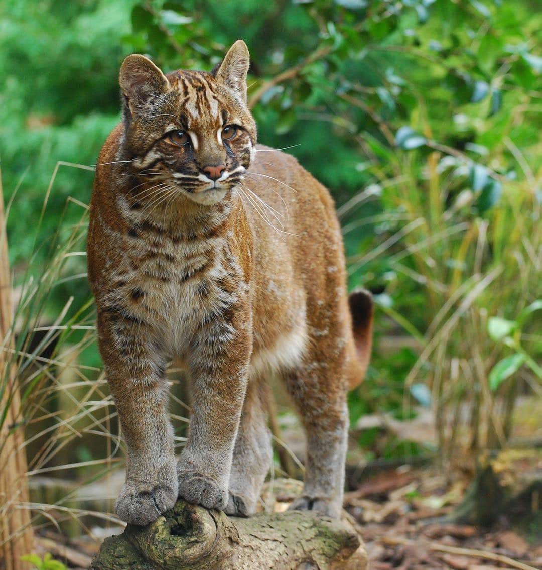 アメリカ自然史博物館さんのインスタグラム写真 - (アメリカ自然史博物館Instagram)「Waking up golden like the Asiatic golden cat (Catopuma temminckii) this weekend? The wild feline has a wide range across southwest Asia, including parts of China and India, as well as in Vietnam and Thailand. It lives in a variety of forest habitats, where it preys on critters like squirrels, birds, and snakes. Though “golden” is in its name, individuals’ coats can vary in shades of brown, gray, or red. #caterday Photo: kaeryn」4月27日 22時30分 - amnh