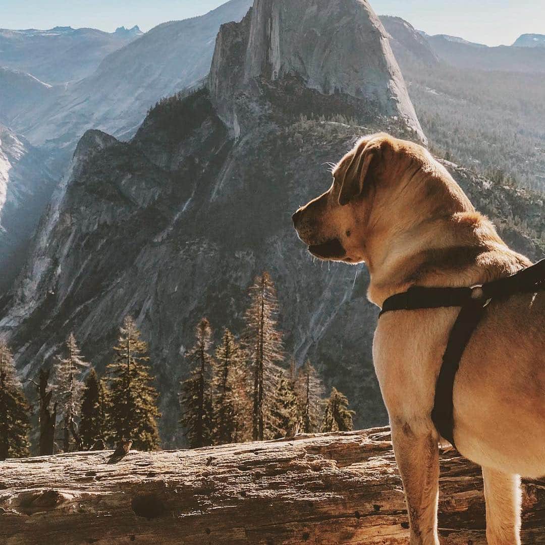 L.L.Beanさんのインスタグラム写真 - (L.L.BeanInstagram)「We aren’t the only ones who benefit from our national parks — our four-legged friends can find endless (on-leash) adventures in these special places too. 🐶 #FindYourPark #encuentratuparque #NationalParkWeek #BarkRanger #grandcanyon #badlandsnationalpark #yosemitenationalpark #acadianationalpark」4月27日 22時35分 - llbean