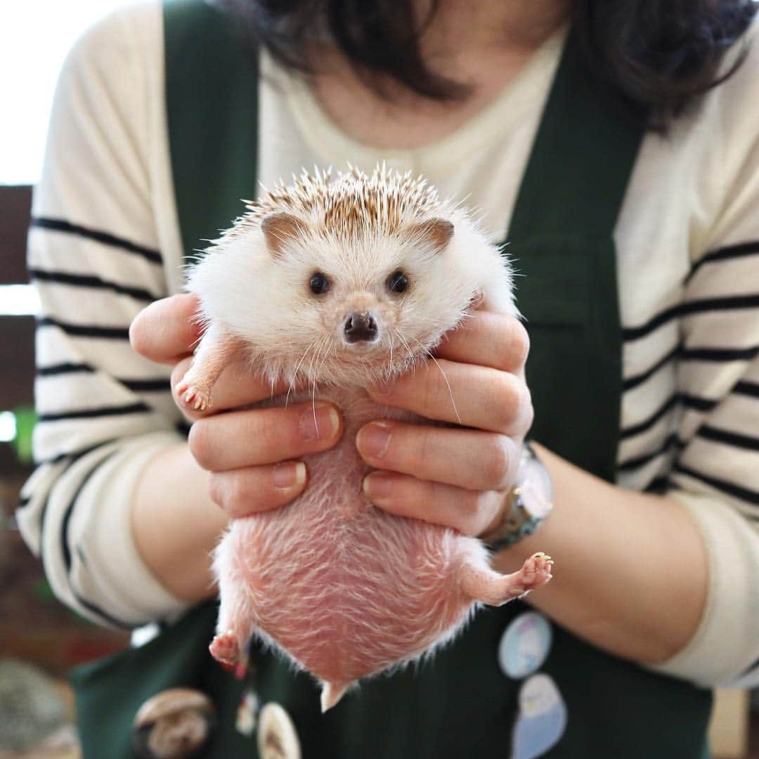 ダーシーさんのインスタグラム写真 - (ダーシーInstagram)「I met cute hedgehogs today🦔🦔🦔🦔🦔✨ ・ ・ ・ 今日会った @cafeharrywood のかわいいハリちゃんたち🦔✨むちむち😍」4月27日 22時47分 - darcytheflyinghedgehog