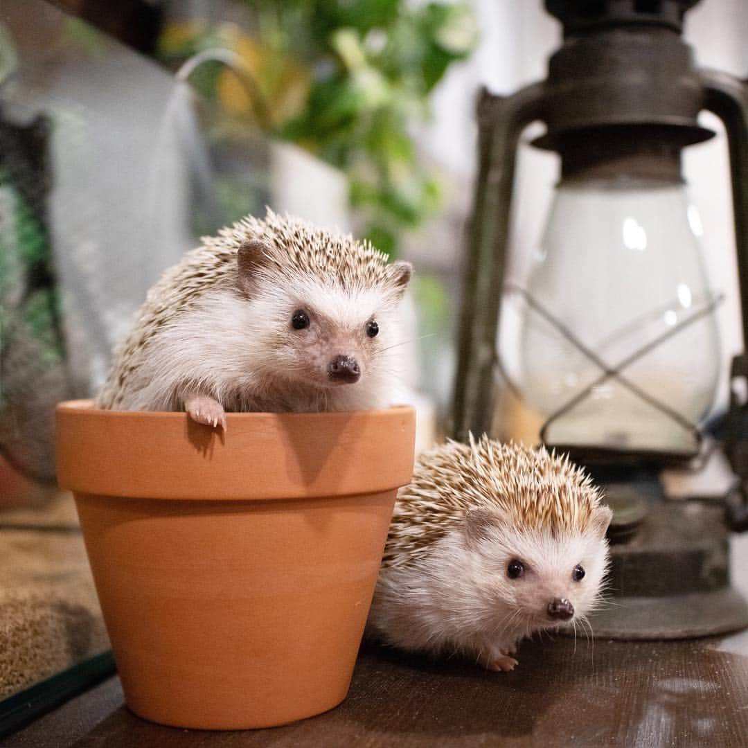 ダーシーさんのインスタグラム写真 - (ダーシーInstagram)「I met cute hedgehogs today🦔🦔🦔🦔🦔✨ ・ ・ ・ 今日会った @cafeharrywood のかわいいハリちゃんたち🦔✨むちむち😍」4月27日 22時47分 - darcytheflyinghedgehog