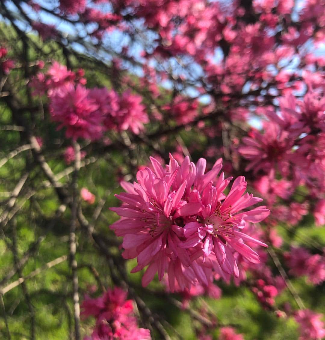 伊藤梨沙子さんのインスタグラム写真 - (伊藤梨沙子Instagram)「八重桜 すっかり桜も散ってしまったけれど まだ少し肌寒いなんてね。不思議。 今日は偶然に会えた方がいて嬉しかったです。 少し話して、それだけで元気をもらえました！  皆さま素敵なGWを☺️」4月27日 22時56分 - ito_risako
