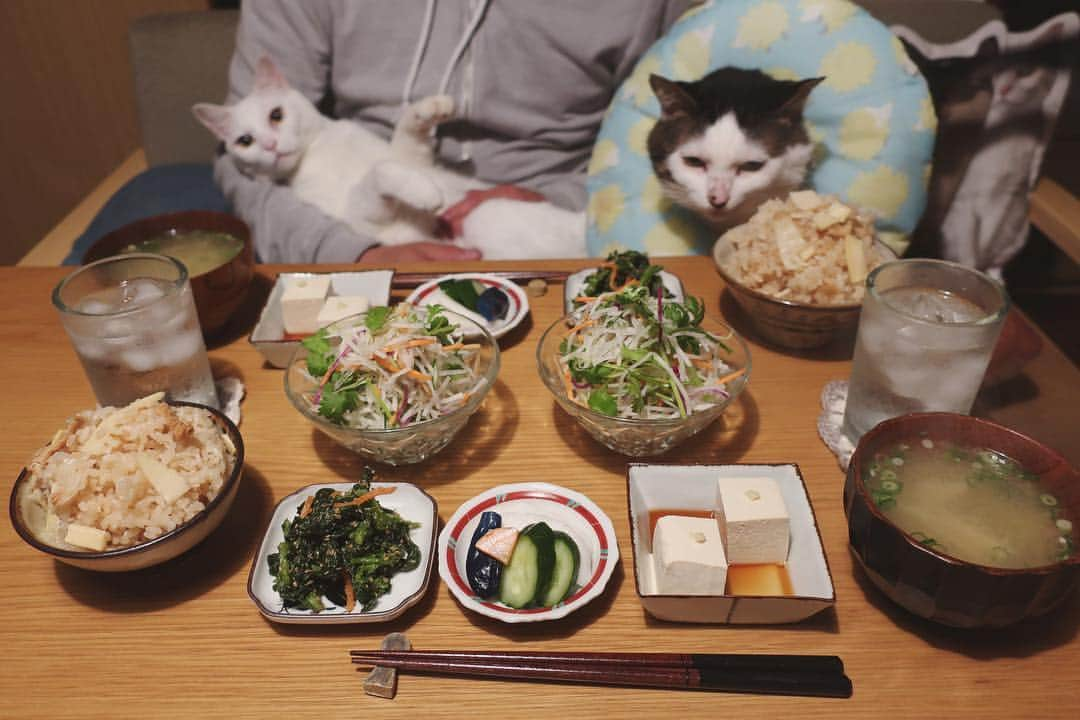 八、おこめさんのインスタグラム写真 - (八、おこめInstagram)「私、筍ご飯が大好きです❤︎ なんでか？筍ご飯にメンチ切ってるハッチャンw 3枚目→まだ見てるしw #筍ご飯 #和食 #メンチ切る #八おこめ #ねこ部 #cat #ねこ #猫 #ネコ #八おこめ食べ物」4月27日 23時13分 - naomiuno