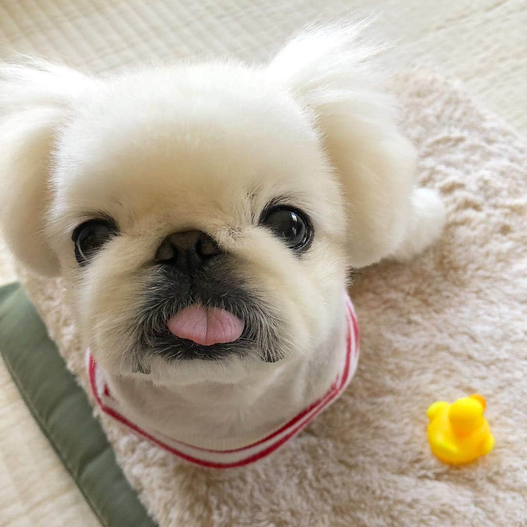 こなつのインスタグラム：「一緒にあそびましょー🐤❤️🐤❤️」