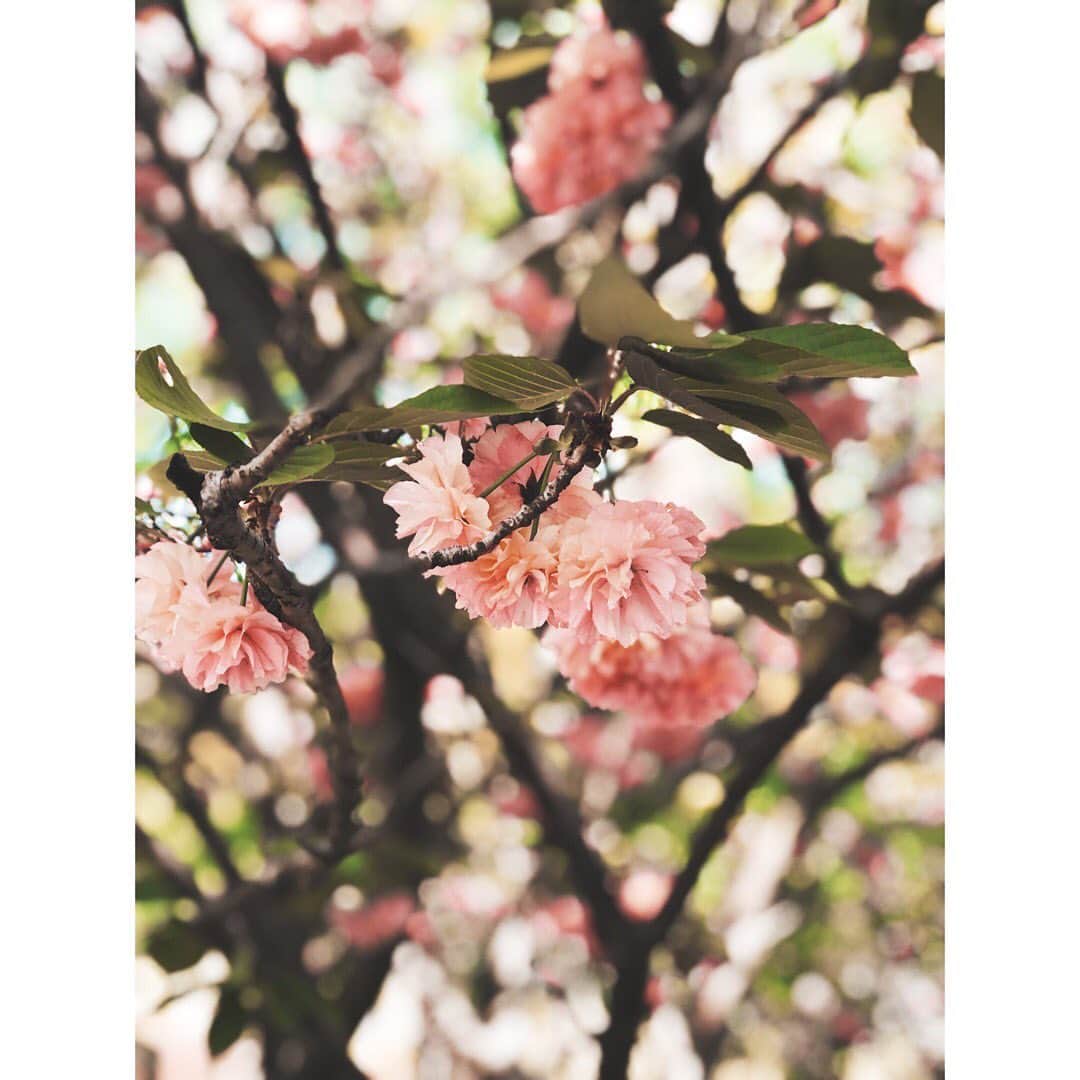 四宮吏桜さんのインスタグラム写真 - (四宮吏桜Instagram)「#fukuoka  #japan #flower #sakura  #colors  #refresh  #holiday  #インスタ映え  #四宮吏桜」4月27日 23時22分 - rio_s_0221