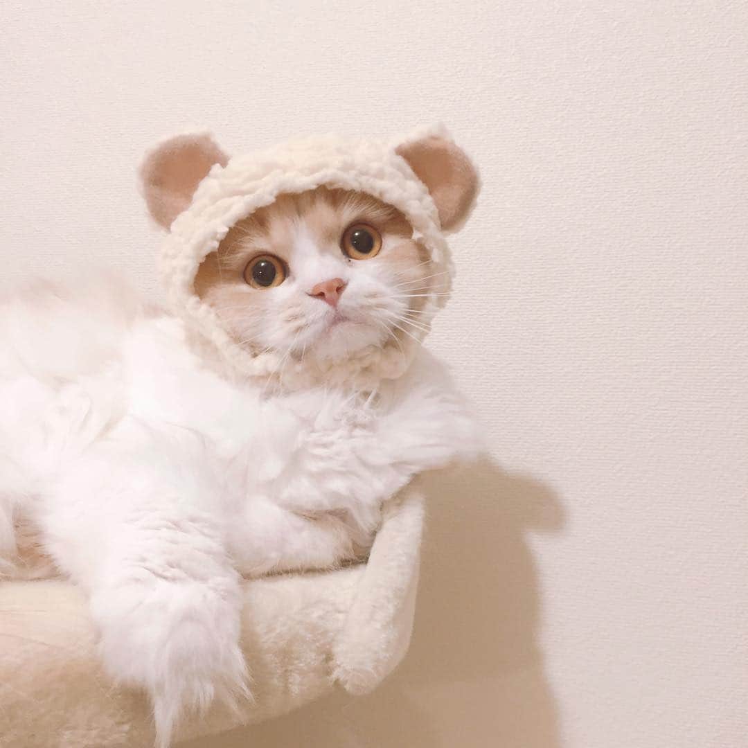 のんたさんのインスタグラム写真 - (のんたInstagram)「ぼーちゃんの写真を気に入ってくださった方がいて、装飾用にアレンジして使いたいとメッセージをもらいました。 個人的な楽しいことに使ってくれるなら大歓迎です(๑˃̵ᴗ˂̵) ・ #scottishfold #catstagram_japan #catsofinstagram #cats_of_instagram #catoftheday #purr #bestmeow #catlover #cutecat #kittensofinstagram #cute #スコティッシュフォールド」4月27日 23時18分 - utacci