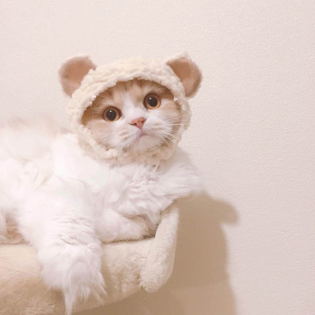 のんたのインスタグラム：「ぼーちゃんの写真を気に入ってくださった方がいて、装飾用にアレンジして使いたいとメッセージをもらいました。 個人的な楽しいことに使ってくれるなら大歓迎です(๑˃̵ᴗ˂̵) ・ #scottishfold #catstagram_japan #catsofinstagram #cats_of_instagram #catoftheday #purr #bestmeow #catlover #cutecat #kittensofinstagram #cute #スコティッシュフォールド」