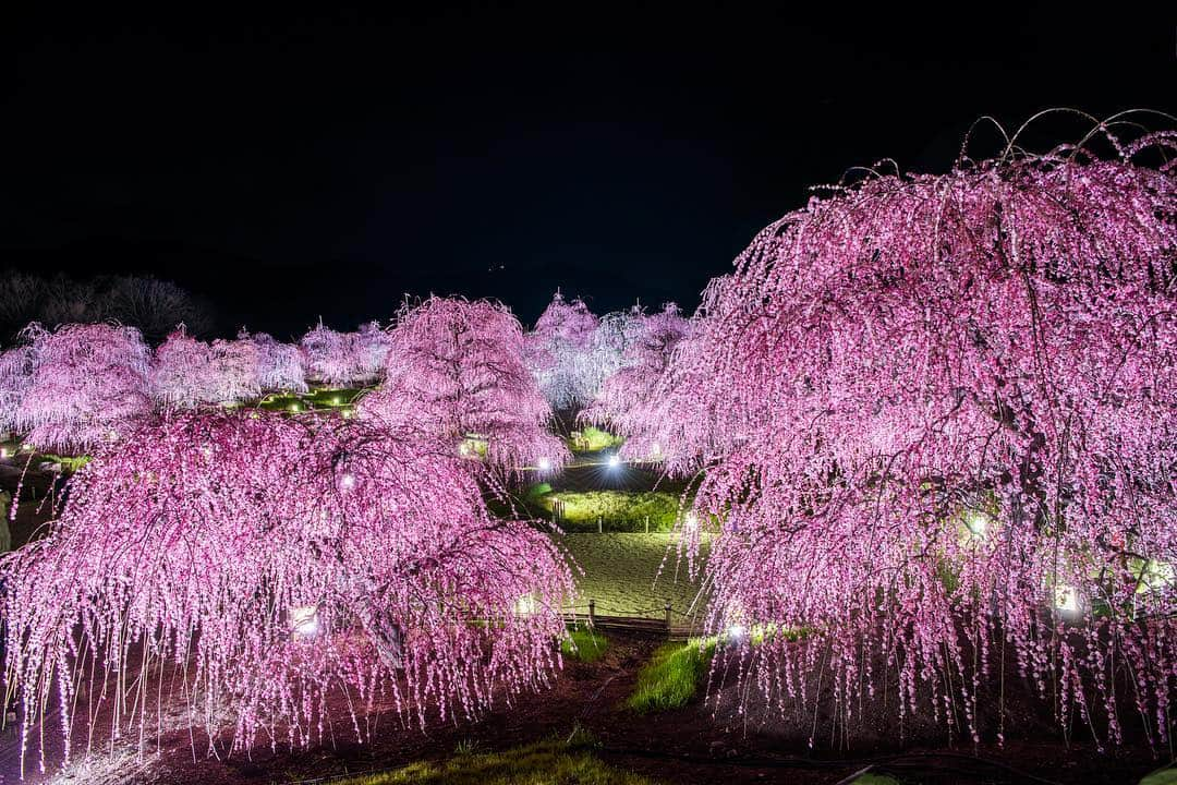 THE GATEさんのインスタグラム写真 - (THE GATEInstagram)「【Follow us! @thegate_japan】 THE GATE is a website for all journeys in Japan. Follow @thegate_japan for japan travel inspiration! . Suzuka Forest Gardens(#鈴鹿の森庭園), in the northern part of #Mie prefecture(#三重県). . There, you can see the one of the largest weeping plum blossom gardens in Japan. The plum blossoms at Suzuka Garden bloom from late February to March. . On some days, the weeping plum trees are lit up after sunset. Don’t miss this dreamy Light-up!🌸✨✨ . . . . Check more information about Japan. →@thegate_japan . #Japan #thegate_japan #travel #exploring #thegate #thegate_spring #visitjapan #sightseeing #ilovejapan #triptojapan #beautifulflowers #flowers #gardens #nature #beautifulnature #spring #springseason #flowers #wisteria #flowerpark」4月27日 23時33分 - thegate_travel