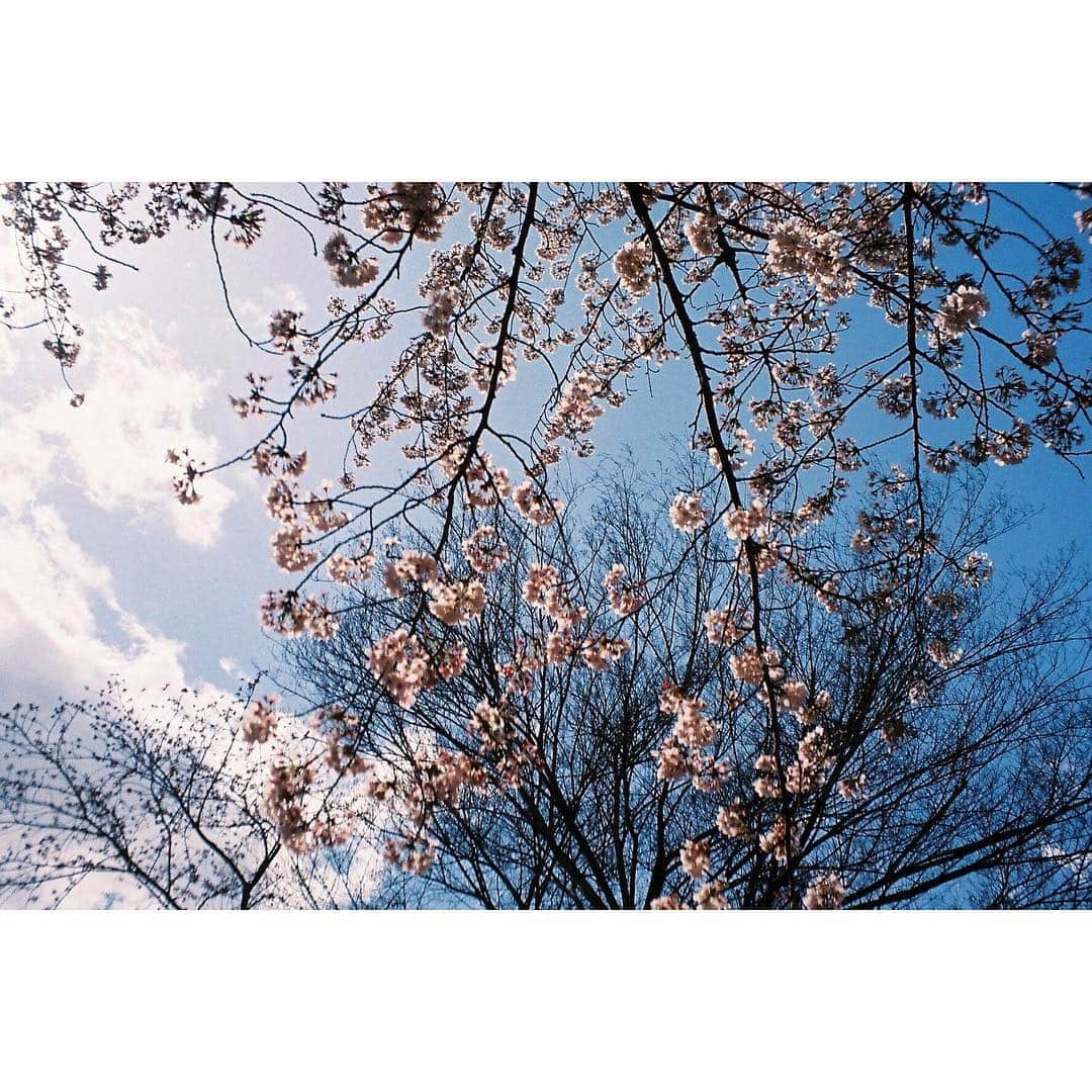 AO さんのインスタグラム写真 - (AO Instagram)「🌸 今日寒かったーー 久々にお湯に浸かった #お風呂#湯船#桜#春#寒#フィルム#オリンパスミュー#olympus#film#filmphotography」4月27日 23時35分 - ao_sekiguchi