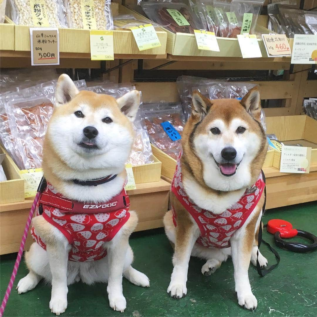 てんパパさんのインスタグラム写真 - (てんパパInstagram)「今日はくるみちゃんと久々みちのくファームに行って、しこたまオヤツを仕入れてきたよー。 #くるてん #メゾンドクルミ #正しい遠近法」4月27日 23時39分 - tenchan.shiba