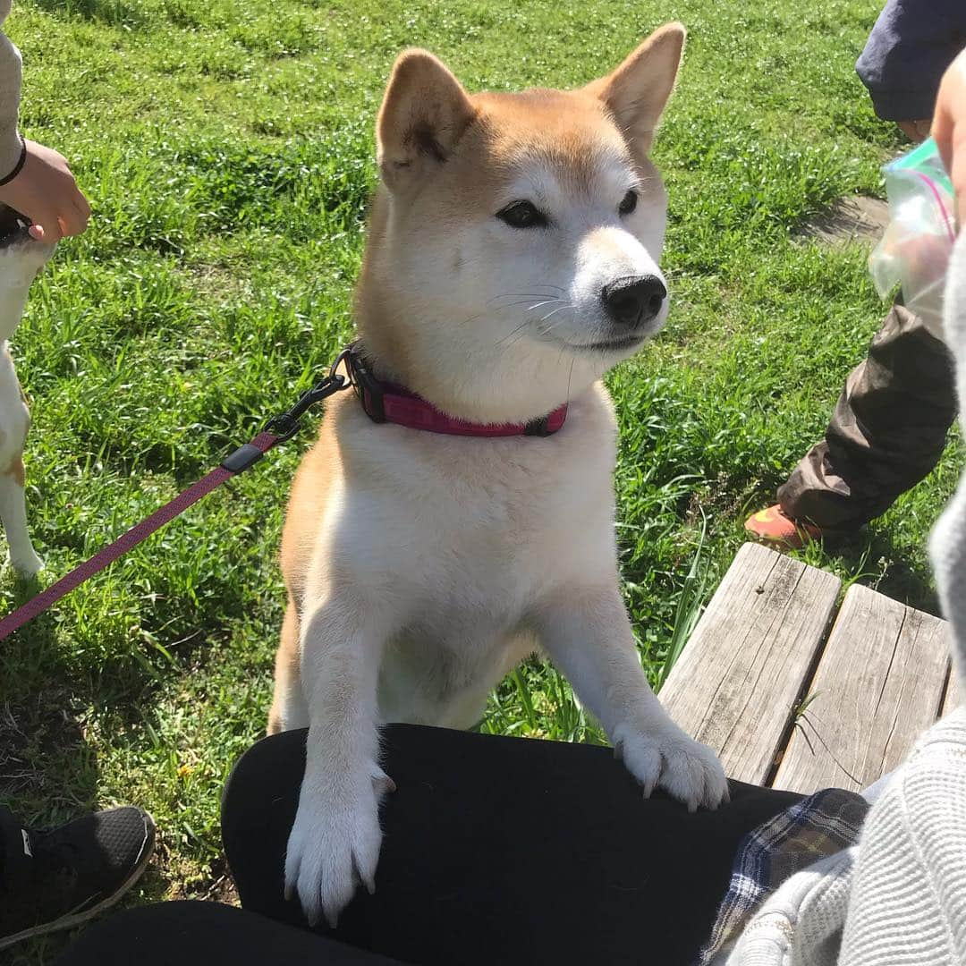 柴犬のモモさんのインスタグラム写真 - (柴犬のモモInstagram)「おはようございます。まりんちゃんのママさんにおやつおねだり #いぬ #イヌ #犬 #柴犬 #赤柴 #日本犬 #犬バカ部 #ふわもこ部 #いぬら部 #癒しわんこ #柴犬マニア #犬のいる暮らし #口角キュキュッと部 #shiba #shibainu #shibadog #dogstagram #dogsofinstagram #shibastagram #shibasofinstagram #shibamania #inu #instadog #toyota_dog」4月28日 10時30分 - shi_ba_i_nu_momo