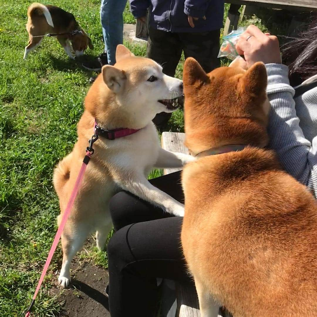 柴犬のモモさんのインスタグラム写真 - (柴犬のモモInstagram)「おはようございます。まりんちゃんのママさんにおやつおねだり #いぬ #イヌ #犬 #柴犬 #赤柴 #日本犬 #犬バカ部 #ふわもこ部 #いぬら部 #癒しわんこ #柴犬マニア #犬のいる暮らし #口角キュキュッと部 #shiba #shibainu #shibadog #dogstagram #dogsofinstagram #shibastagram #shibasofinstagram #shibamania #inu #instadog #toyota_dog」4月28日 10時30分 - shi_ba_i_nu_momo