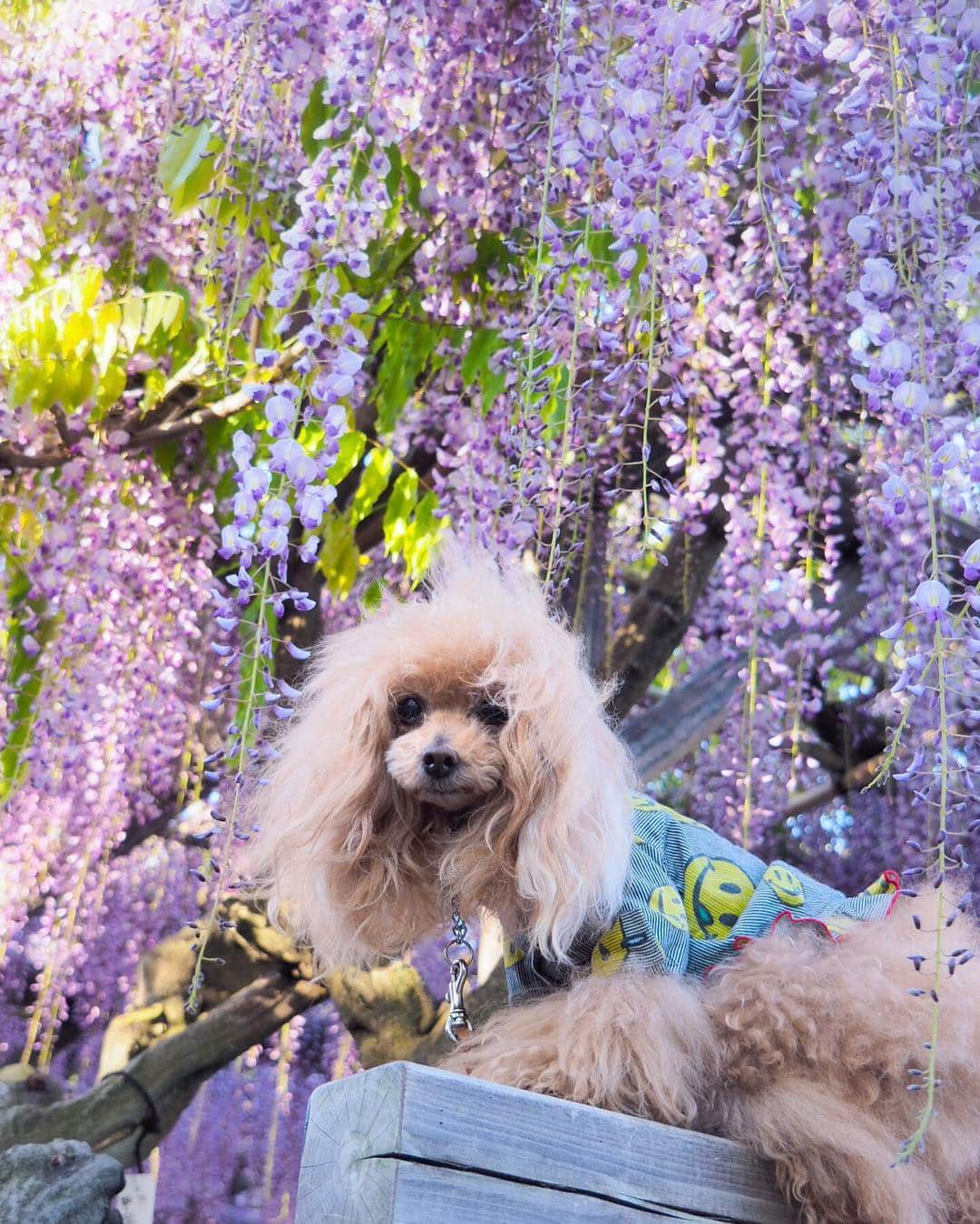 Toypoodle Mikuru?Asakusa Tokyoさんのインスタグラム写真 - (Toypoodle Mikuru?Asakusa TokyoInstagram)「20190428 Sunday. In 亀戸天神 藤の花見頃です🥰 . ❶-❹ 藤とみきゅるんとか ❺-❼ドローン撮影動画とか ❽ 抱っこして頂きありがとうございました😄 ❾ また来年ね😝 . 午前5時台でしたが、藤のまわりはカメラマンさんが沢山でした😄 ドローンでの撮影も行なっており、珍しい場面に遭遇できました😊 藤棚の下から藤を撮影するそうです！どんな作品になってるのか、出来上がりが見たいところです。 . ガッツリ撮影したい方は5時台だとまだ大丈夫だと思います。 午前ですよ😂 6時に入ったらちょっとしんどいかなぁ 今年は去年と違って藤の花が綺麗ですよ🥰 . #亀戸天神 #藤 #ドローン」4月28日 9時28分 - purapura299