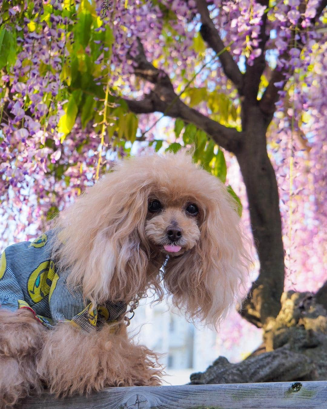 Toypoodle Mikuru?Asakusa Tokyoさんのインスタグラム写真 - (Toypoodle Mikuru?Asakusa TokyoInstagram)「20190428 Sunday. In 亀戸天神 藤の花見頃です🥰 . ❶-❹ 藤とみきゅるんとか ❺-❼ドローン撮影動画とか ❽ 抱っこして頂きありがとうございました😄 ❾ また来年ね😝 . 午前5時台でしたが、藤のまわりはカメラマンさんが沢山でした😄 ドローンでの撮影も行なっており、珍しい場面に遭遇できました😊 藤棚の下から藤を撮影するそうです！どんな作品になってるのか、出来上がりが見たいところです。 . ガッツリ撮影したい方は5時台だとまだ大丈夫だと思います。 午前ですよ😂 6時に入ったらちょっとしんどいかなぁ 今年は去年と違って藤の花が綺麗ですよ🥰 . #亀戸天神 #藤 #ドローン」4月28日 9時28分 - purapura299