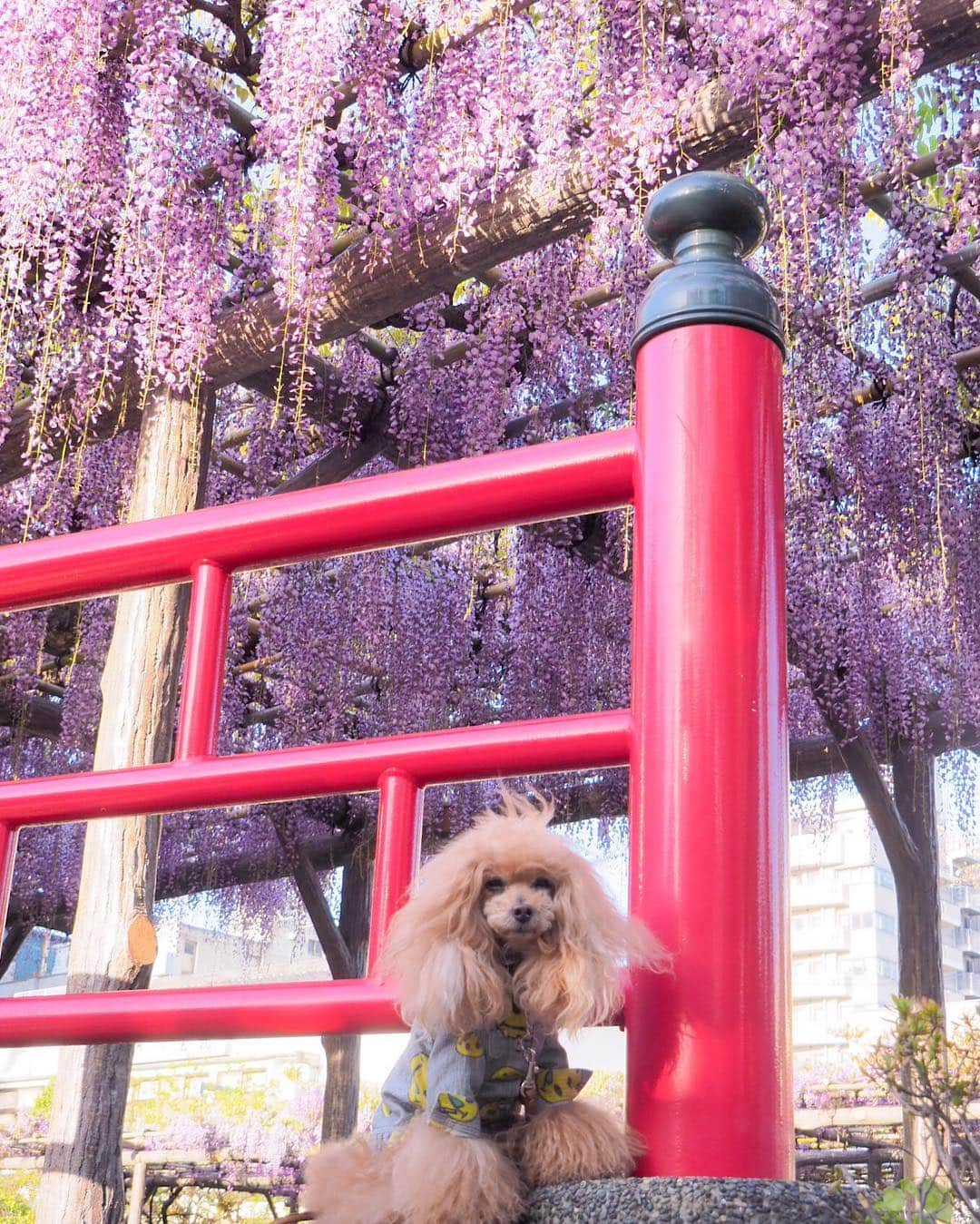 Toypoodle Mikuru?Asakusa Tokyoさんのインスタグラム写真 - (Toypoodle Mikuru?Asakusa TokyoInstagram)「20190428 Sunday. In 亀戸天神 藤の花見頃です🥰 . ❶-❹ 藤とみきゅるんとか ❺-❼ドローン撮影動画とか ❽ 抱っこして頂きありがとうございました😄 ❾ また来年ね😝 . 午前5時台でしたが、藤のまわりはカメラマンさんが沢山でした😄 ドローンでの撮影も行なっており、珍しい場面に遭遇できました😊 藤棚の下から藤を撮影するそうです！どんな作品になってるのか、出来上がりが見たいところです。 . ガッツリ撮影したい方は5時台だとまだ大丈夫だと思います。 午前ですよ😂 6時に入ったらちょっとしんどいかなぁ 今年は去年と違って藤の花が綺麗ですよ🥰 . #亀戸天神 #藤 #ドローン」4月28日 9時28分 - purapura299