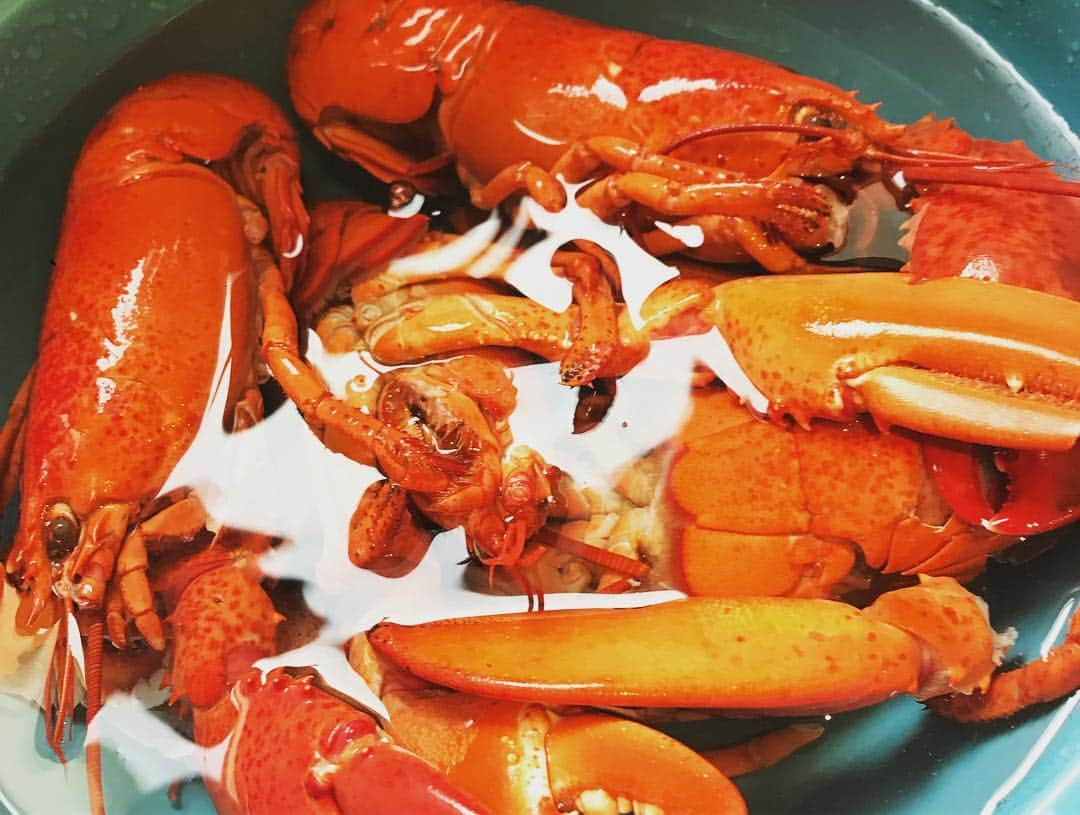 福原美穂さんのインスタグラム写真 - (福原美穂Instagram)「traditional welcome🇨🇦 yummy lobster❤️ Thank you！x  kids playing hockey...... viva 🇨🇦 #vacay #visitfam #canada」4月28日 9時42分 - miho_fukuhara